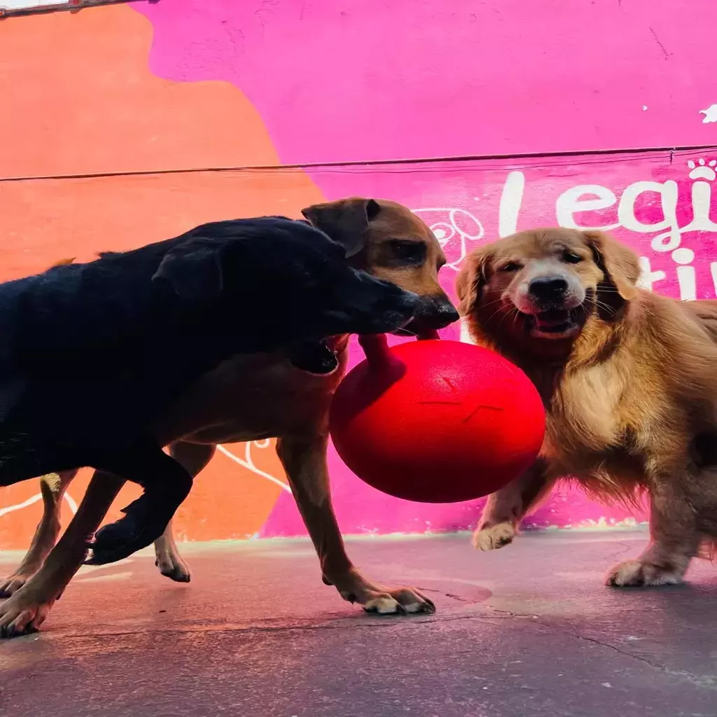 Bola Ultra Resistente Gigante-Super Ball- Jolly - Imagem 11