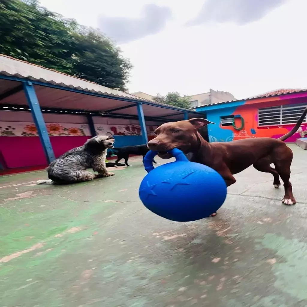 Bola Ultra Resistente Gigante-Super Ball- Jolly - Imagem 10