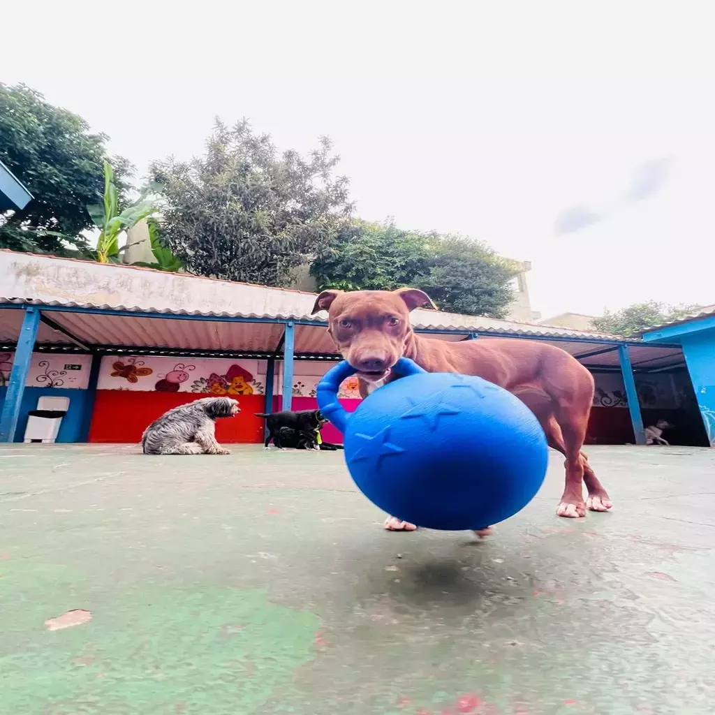 Bola Ultra Resistente Gigante-Super Ball- Jolly - Imagem 8