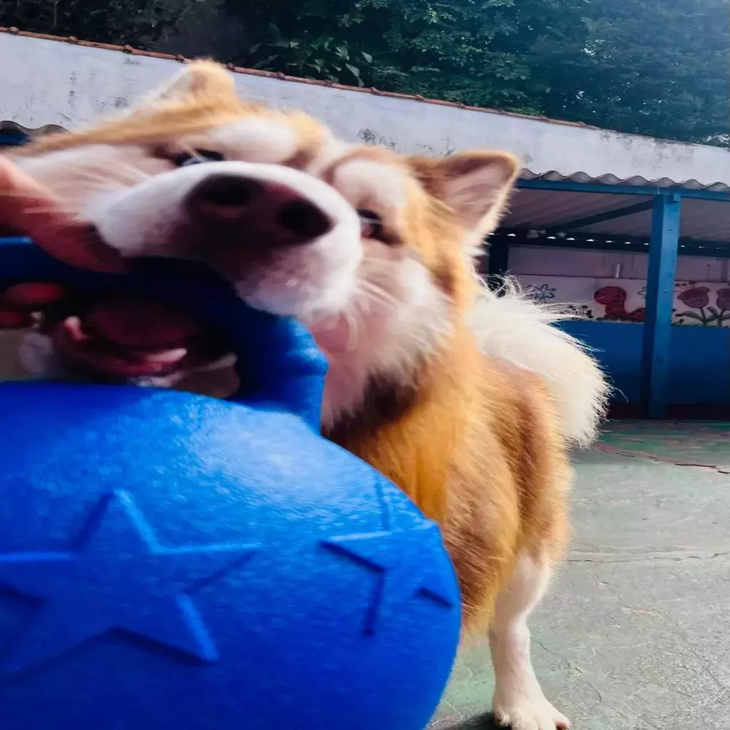 Bola Ultra Resistente Gigante-Super Ball- Jolly - Imagem 9