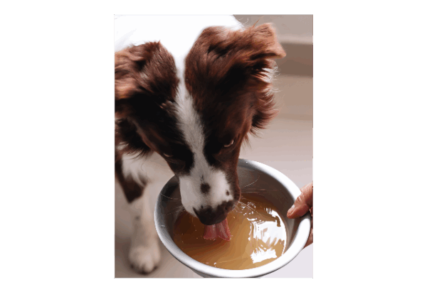 Caldo de Ossos- Natuka - 10g-Para Cães e Gatos - Imagem 2