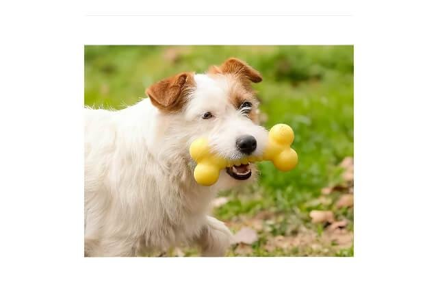 Mordedor Candy Bone- Q Monster- Petta - Imagem 5