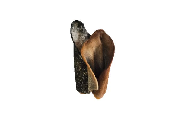 Orelha Bovina Desidratada- Alecrim Pet-3 unidades - Imagem 4