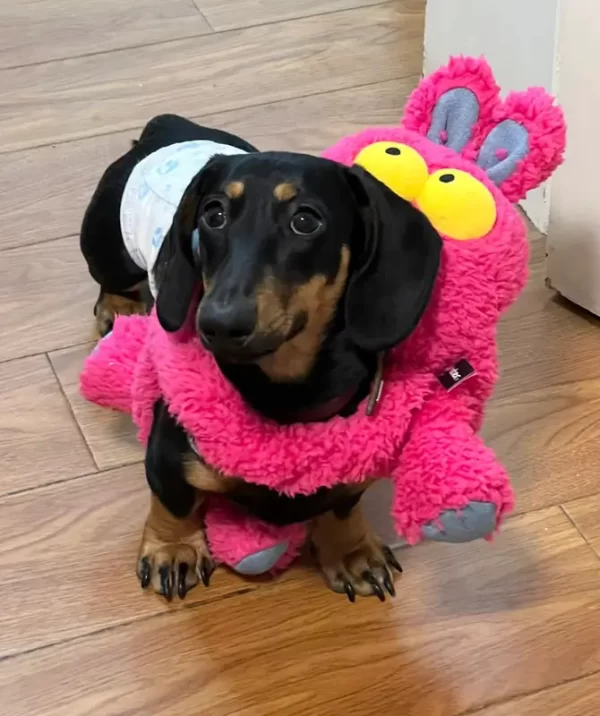 Pelúcia Coelho Puxa Puxa -Q Monster- Petta - Imagem 5