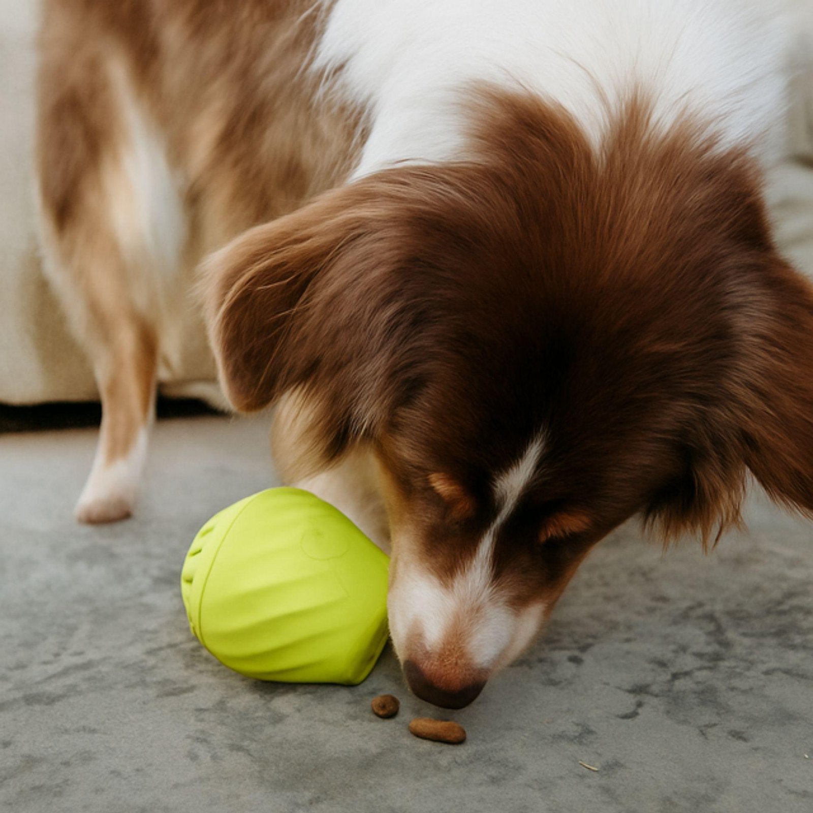 Brinquedo Interativo e Dispenser de Petisco - Benebone Bounce Pawbler - Imagem 5