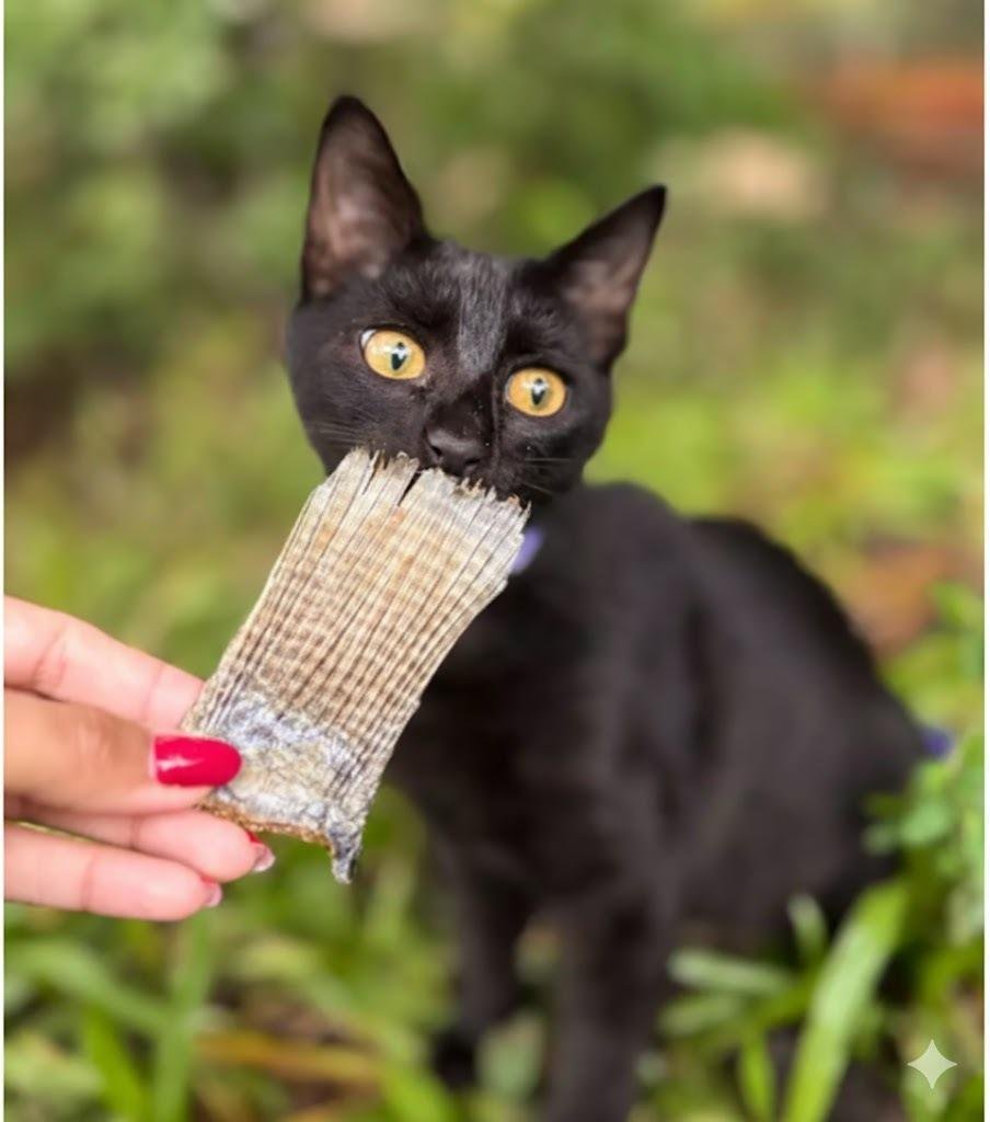 Rabinho de Peixe 60g – Petisco Natural Desidratado- Pet Bem - Imagem 3