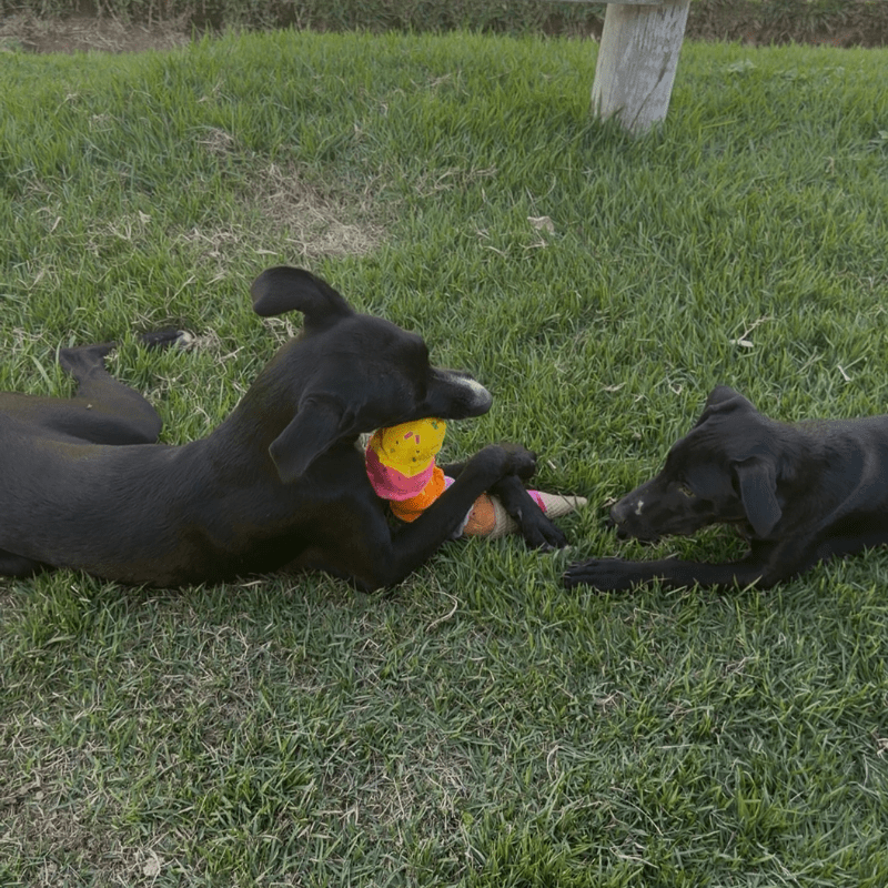 Kit Camiseta Trupe do Churrasco + Pelúcia - Imagem 5